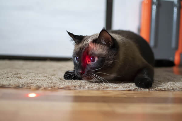 Warum Jagen Katzen Laserpointer