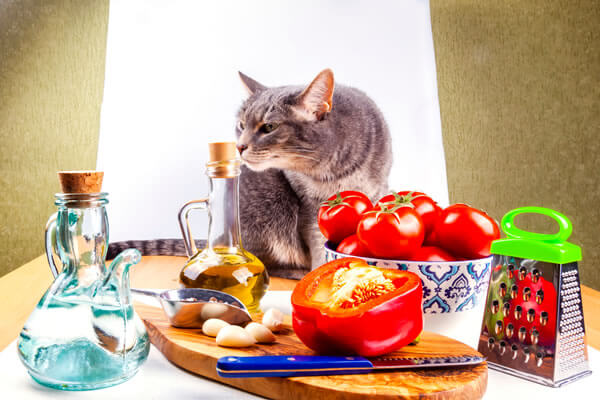 Was Dürfen Junge Katzen Fressen